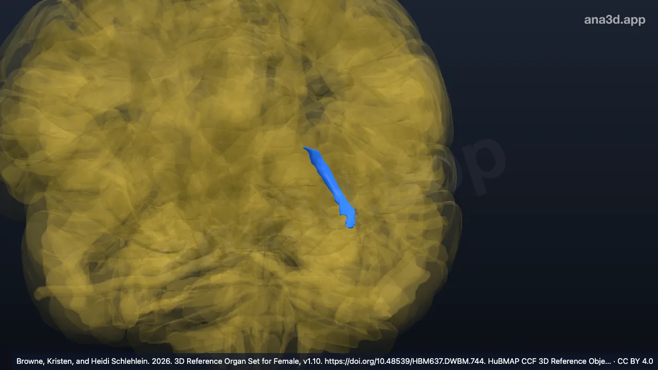 Modelo 3D: Cola del núcleo caudado izquierdo