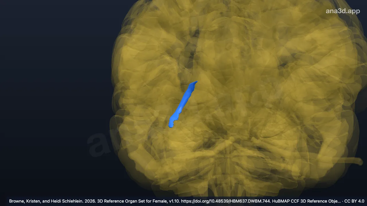 Modelo 3D: Cola del núcleo caudado derecho