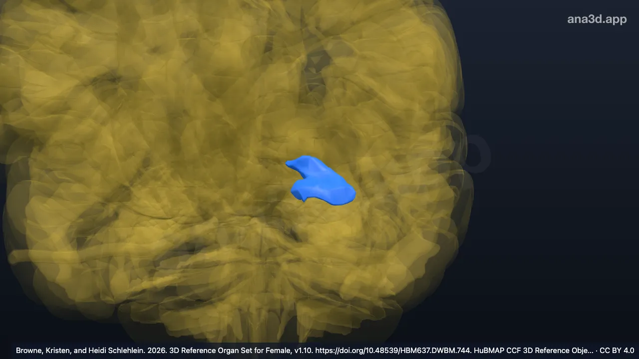 Modelo 3D: Cola del hipocampo izquierdo