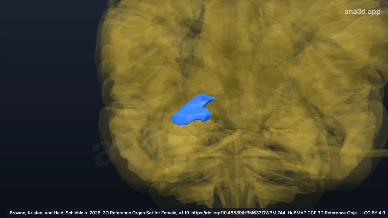 Modelo 3D: Cola del hipocampo derecho