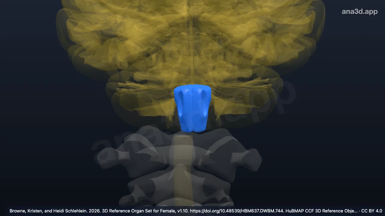 3D model: tegmentum of medulla oblongata