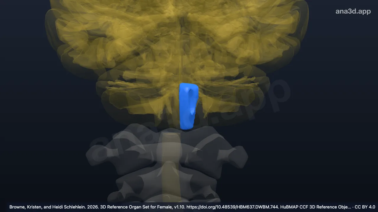 Modelo 3D: Tegmento del bulbo raquídeo izquierdo