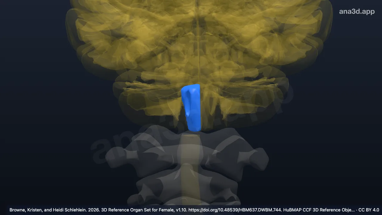 3D model: right tegmentum of medulla oblongata