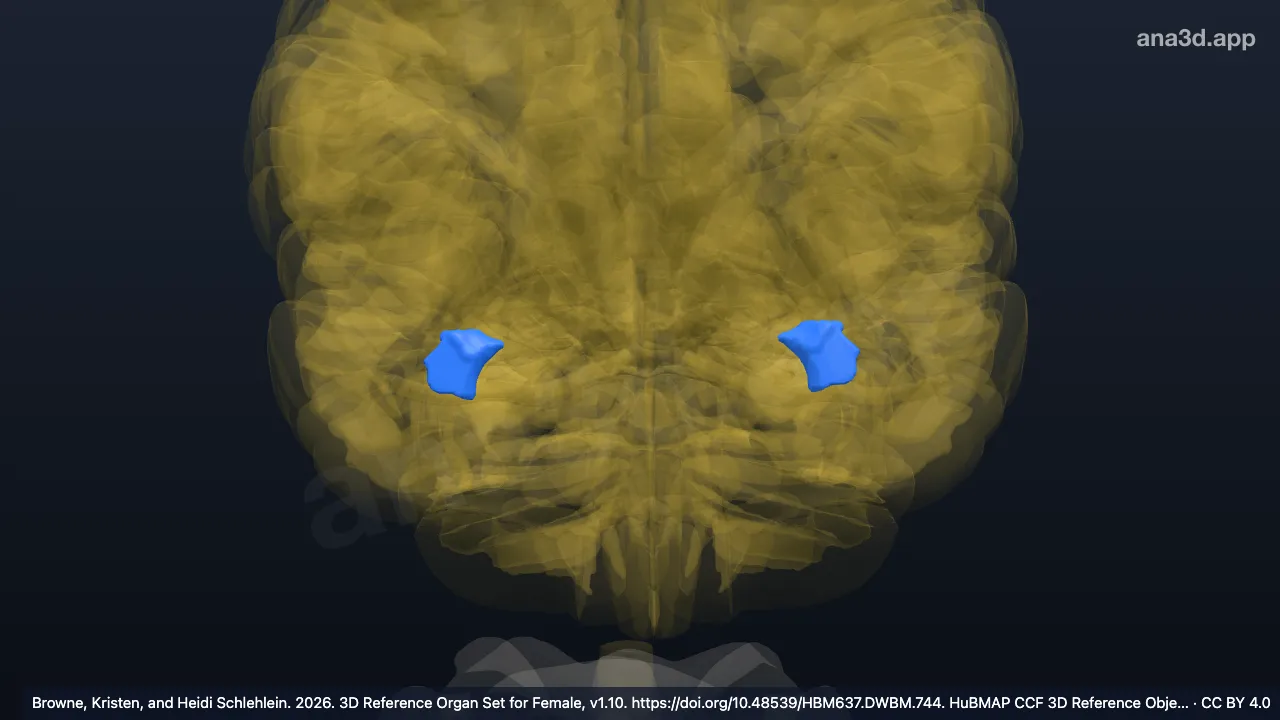 Modèle 3D : Cortex insulaire agranulaire temporal, aire Tl