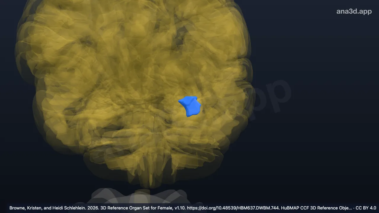 Modelo 3D: Área Tl do córtex insular agranular temporal esquerdo