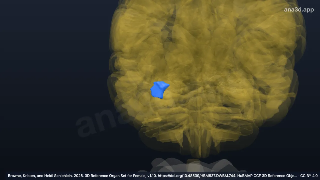 Modelo 3D: Área Tl do córtex insular agranular temporal direito