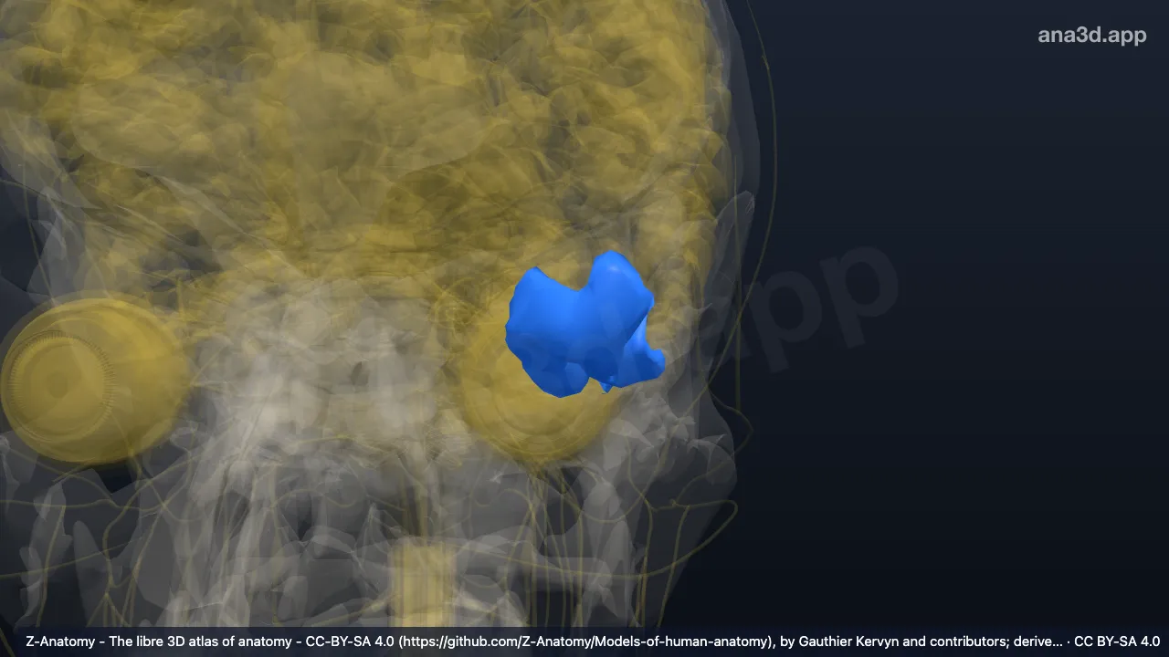 Mô hình 3D: Cực thái dương trái