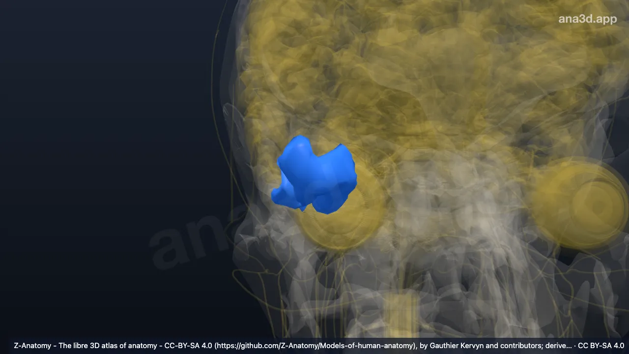 Modèle 3D : Pôle temporal droit