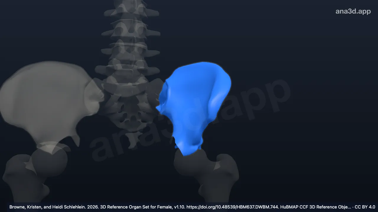Model 3D: Jaringan tulang trabekular kiri