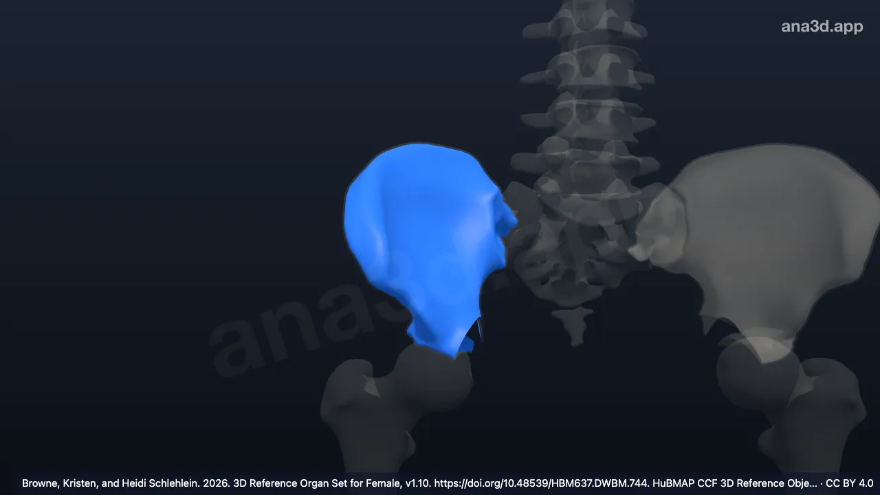 Modelo 3D: Hueso esponjoso derecho