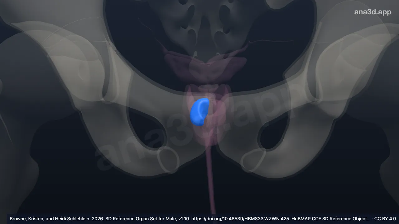 3D-Modell: Rechte Transitionszone der Prostata