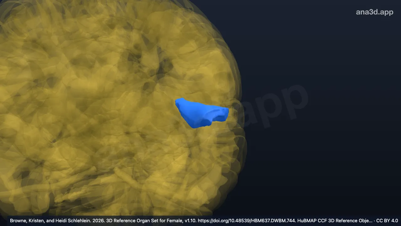 3D 모델: 왼쪽 가로관자이랑 Heschl 이랑