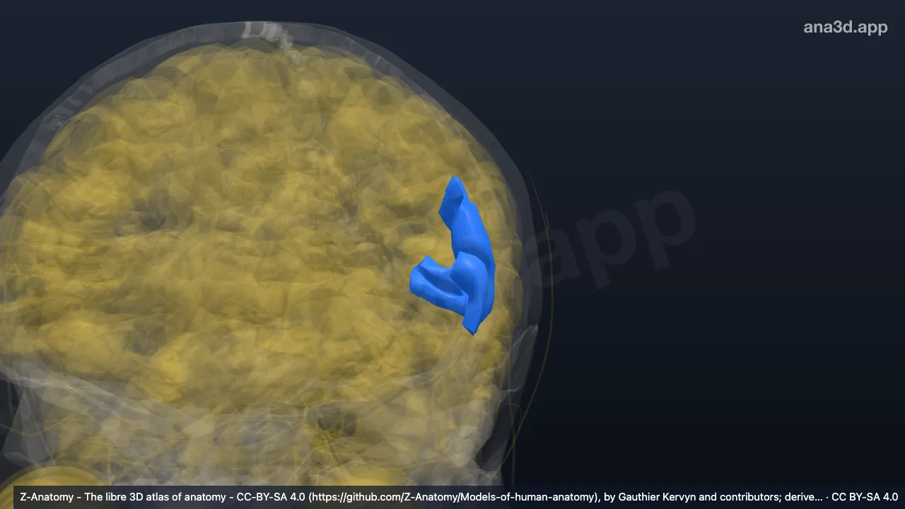 Model 3D: Bagian triangularis girus frontalis inferior kiri
