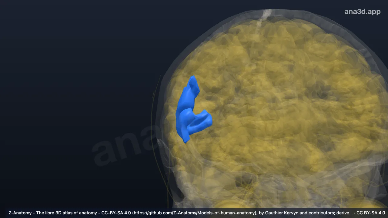 Model 3D: Bagian triangularis girus frontalis inferior kanan
