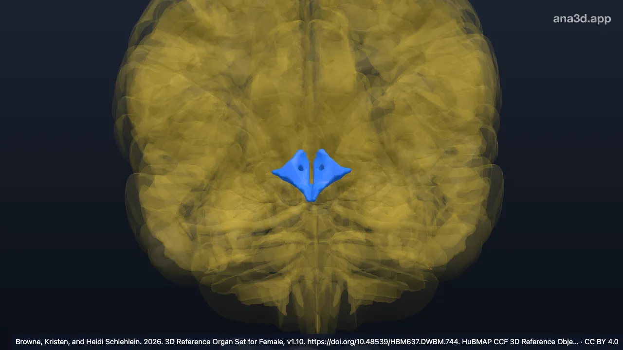3D model: tuberal region of HTH
