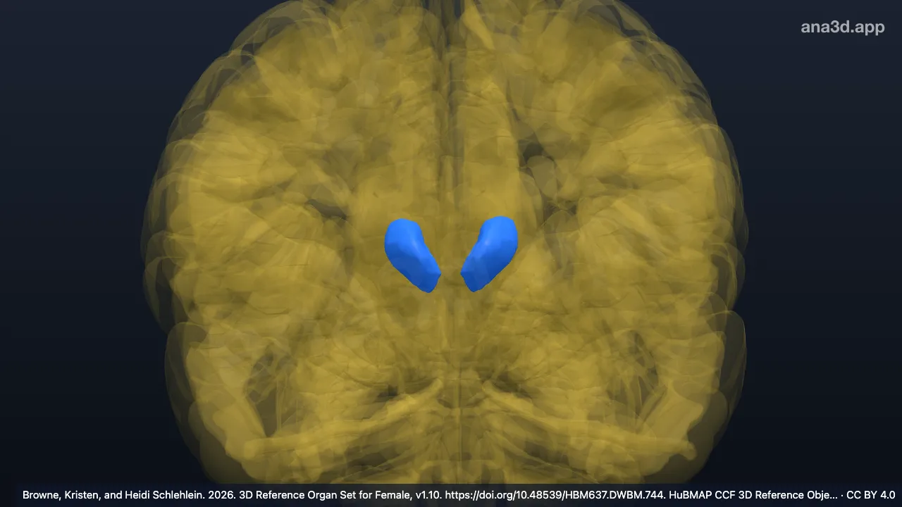 Modèle 3D : Noyau ventral antérieur du thalamus