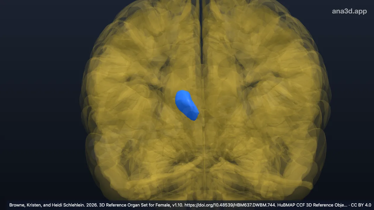 Modelo 3D: Núcleo ventral anterior do tálamo direito