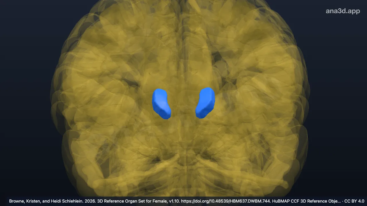 Modèle 3D : Noyau ventral latéral du thalamus