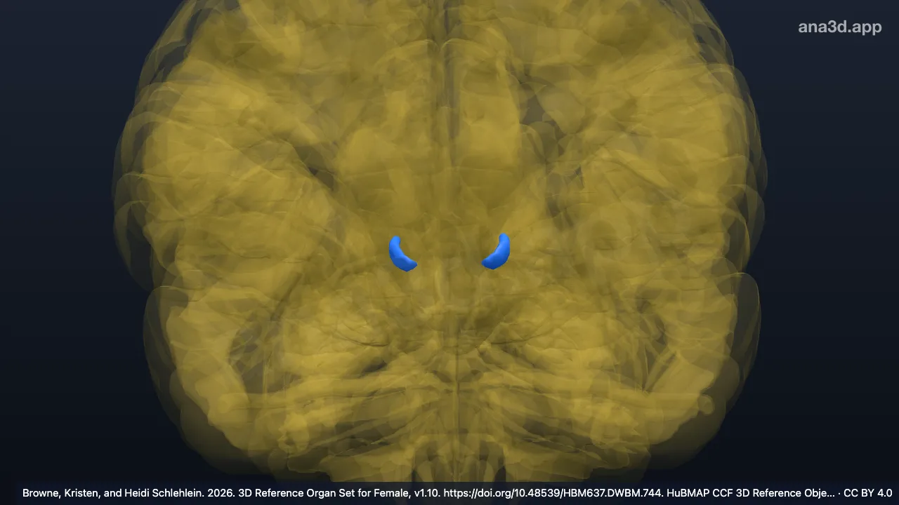 Modèle 3D : Noyau ventral postérieur médial