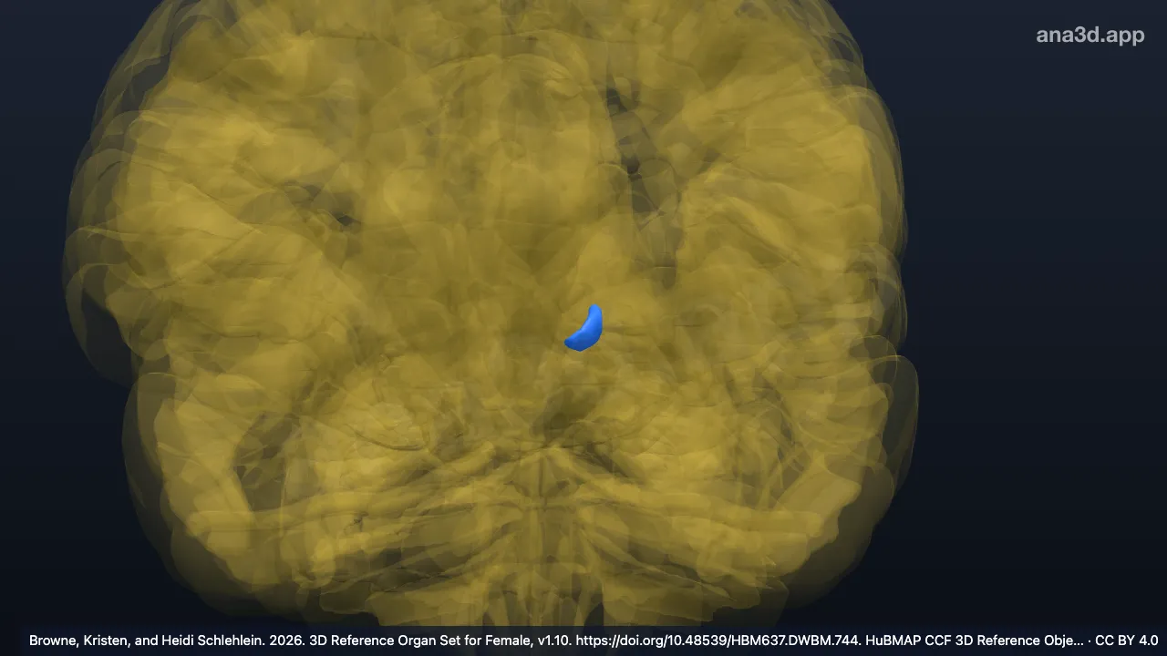 Modèle 3D : Noyau ventral postérieur médial gauche