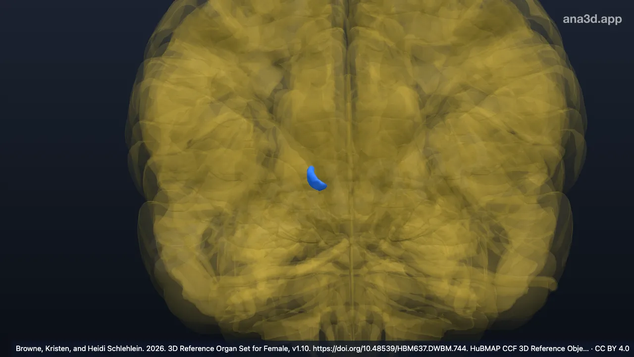 Modèle 3D : Noyau ventral postérieur médial droit