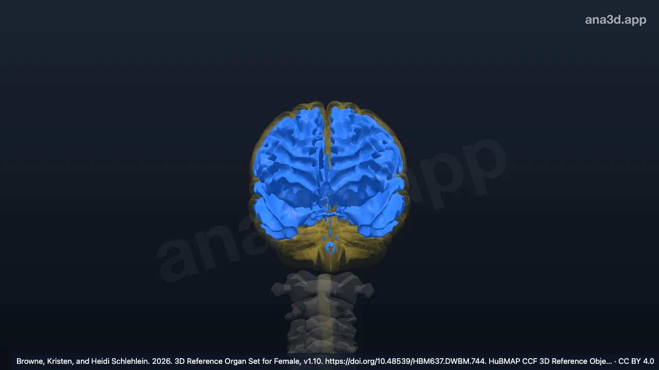Mô hình 3D: Chất trắng của não trước