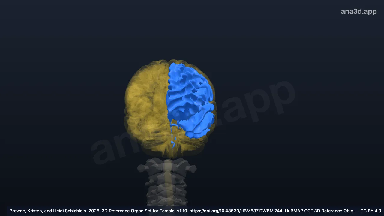 3D model: left white matter of forebrain