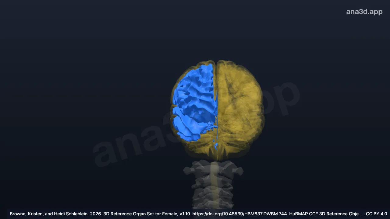 Mô hình 3D: Chất trắng của não trước phải
