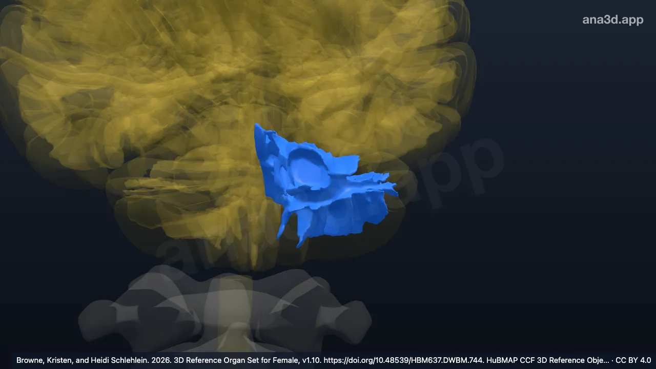 3D model: left white matter of hindbrain
