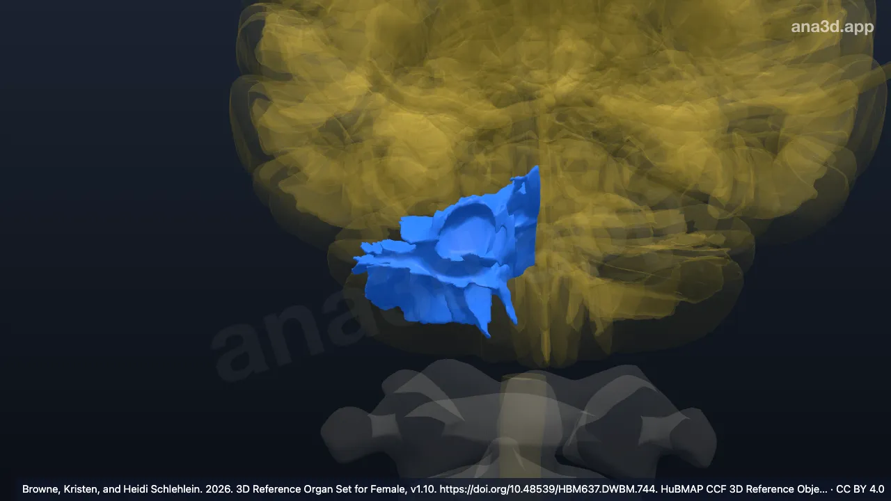 3D model: right white matter of hindbrain