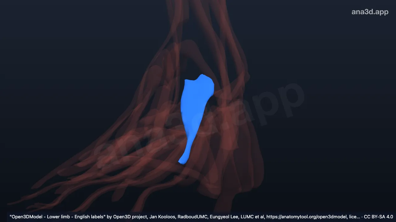 Modèle 3D : 1er muscle interosseux dorsal du pied droit