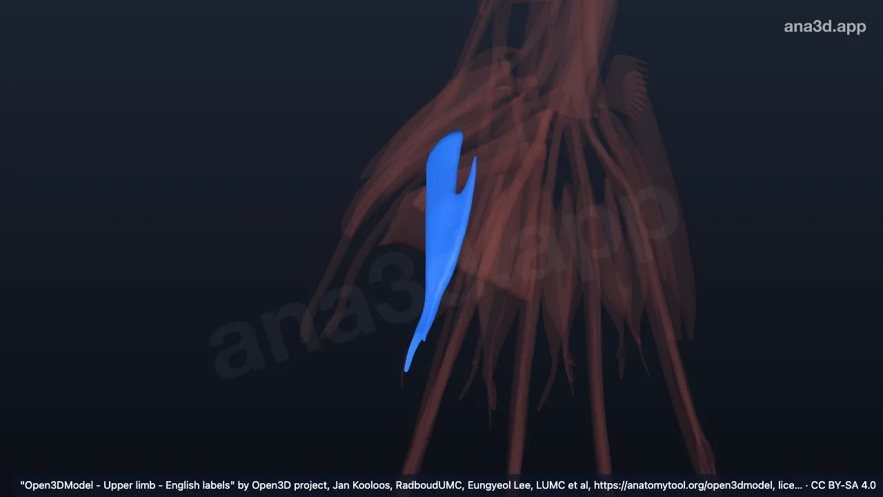 Modèle 3D : 1er muscle interosseux dorsal de la main droite