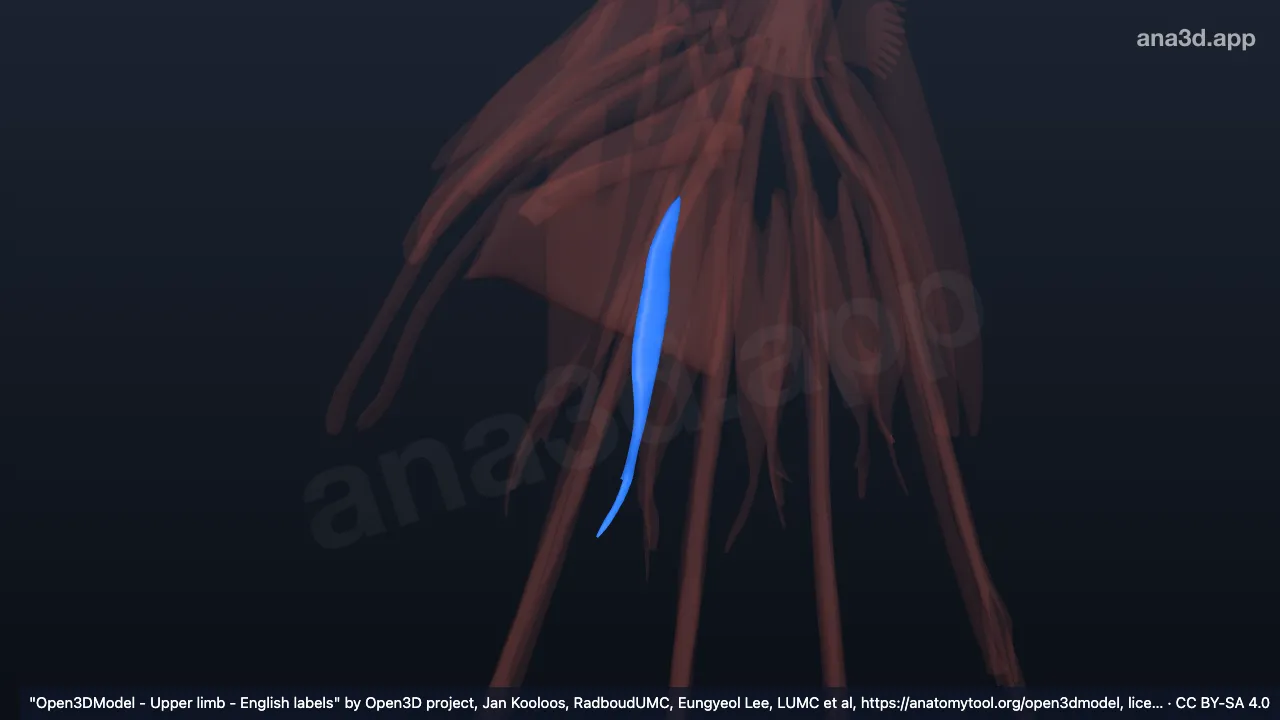 Modèle 3D : 1er muscle interosseux palmaire de la main droite