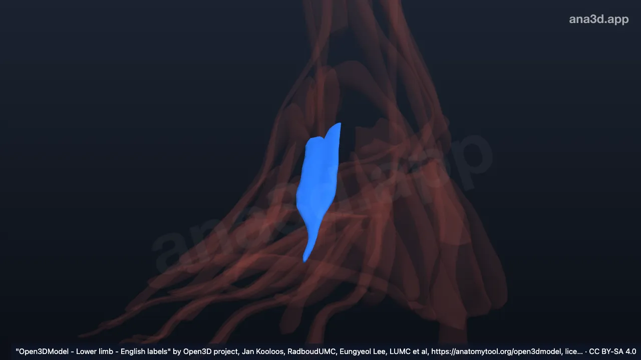 Modèle 3D : 2e muscle interosseux dorsal du pied droit
