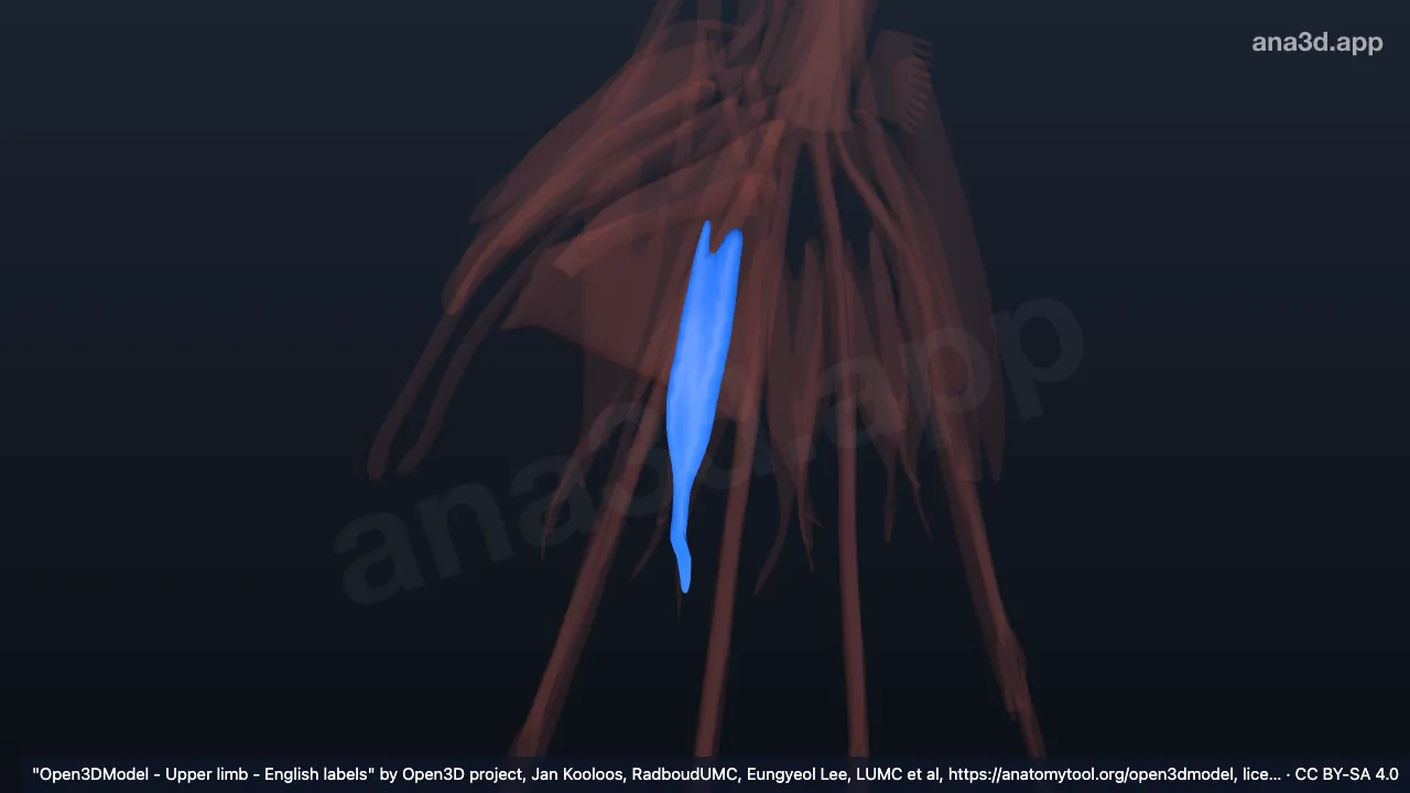 Modèle 3D : 2e muscle interosseux dorsal de la main droite