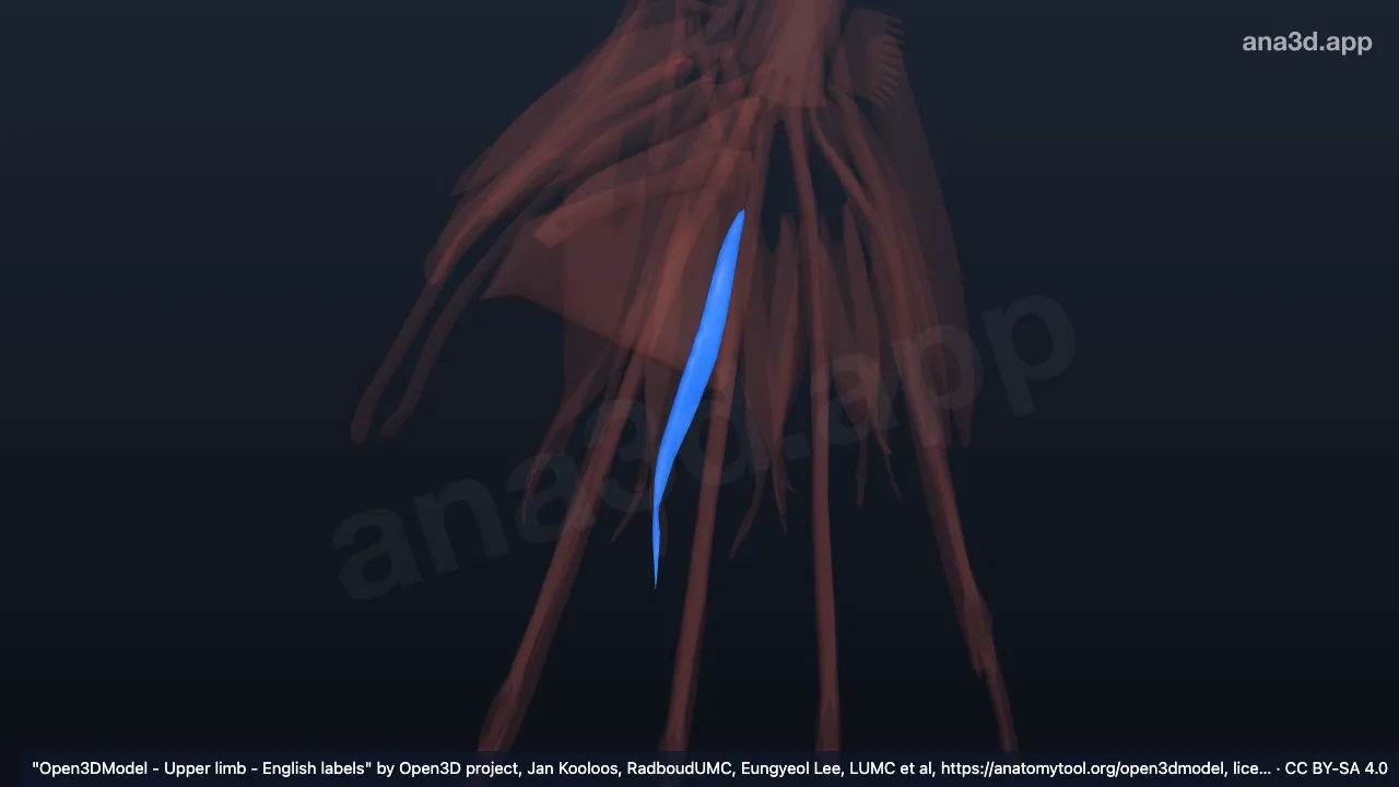 Modèle 3D : 2e muscle lombrical de la main droite