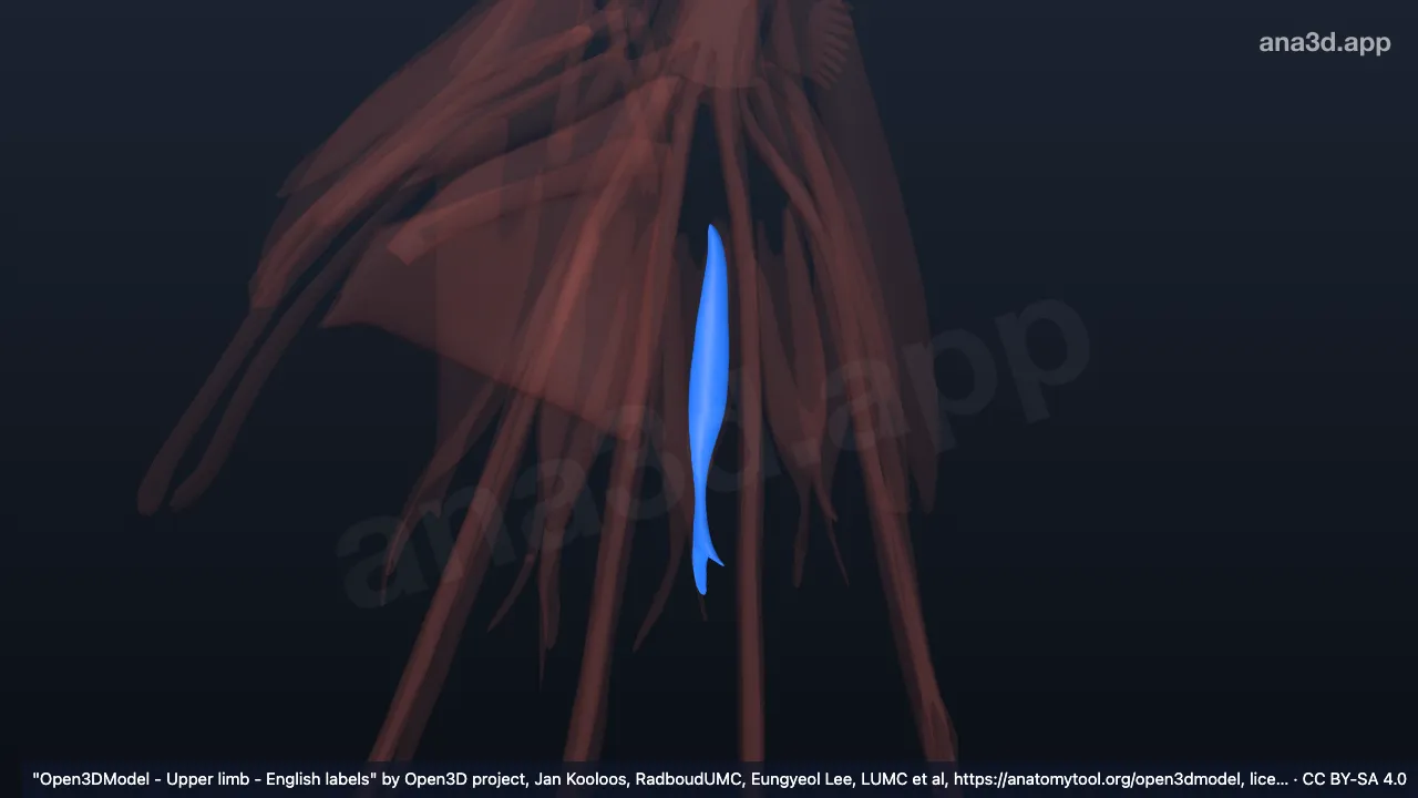 3D 模型：右手第2骨间掌侧肌