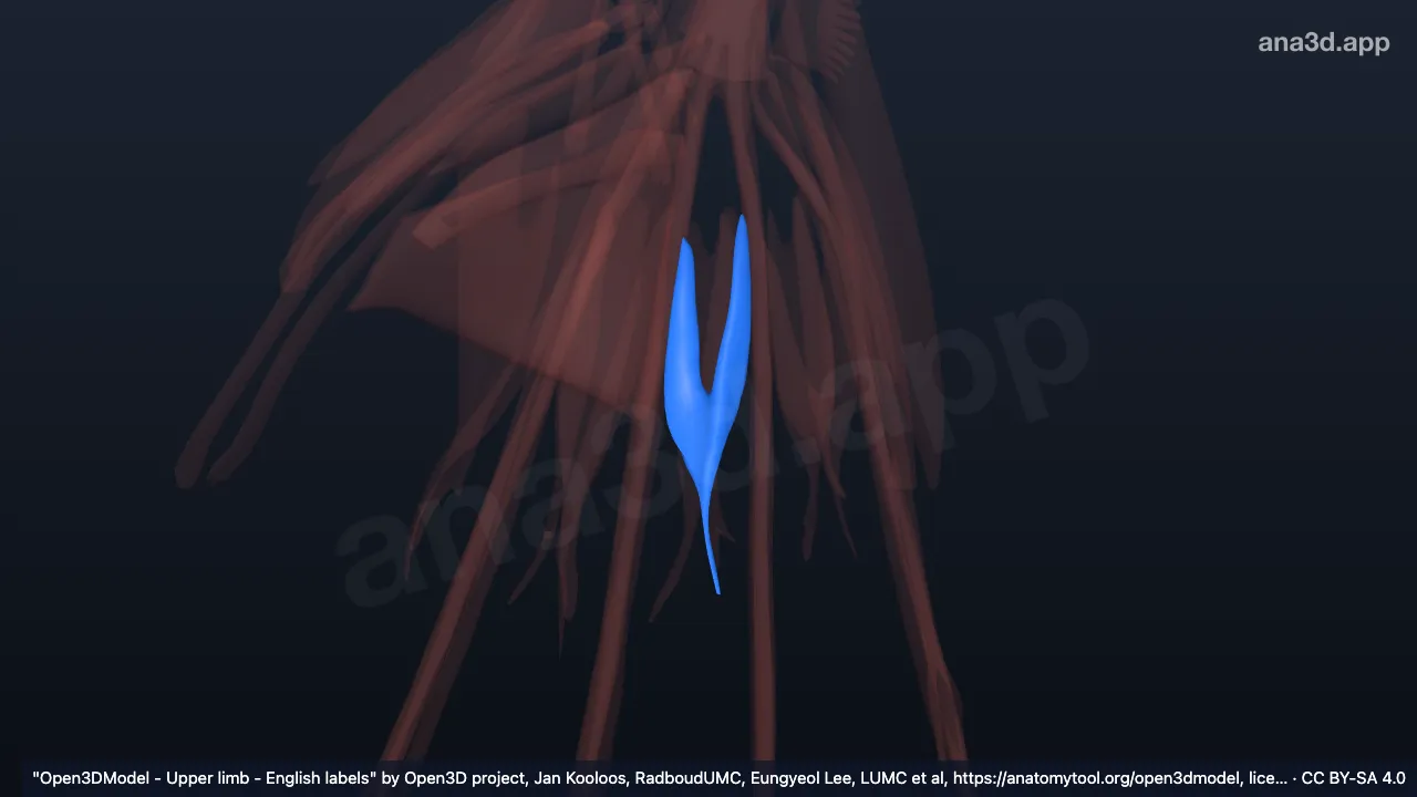 Modèle 3D : 3e muscle lombrical de la main droite