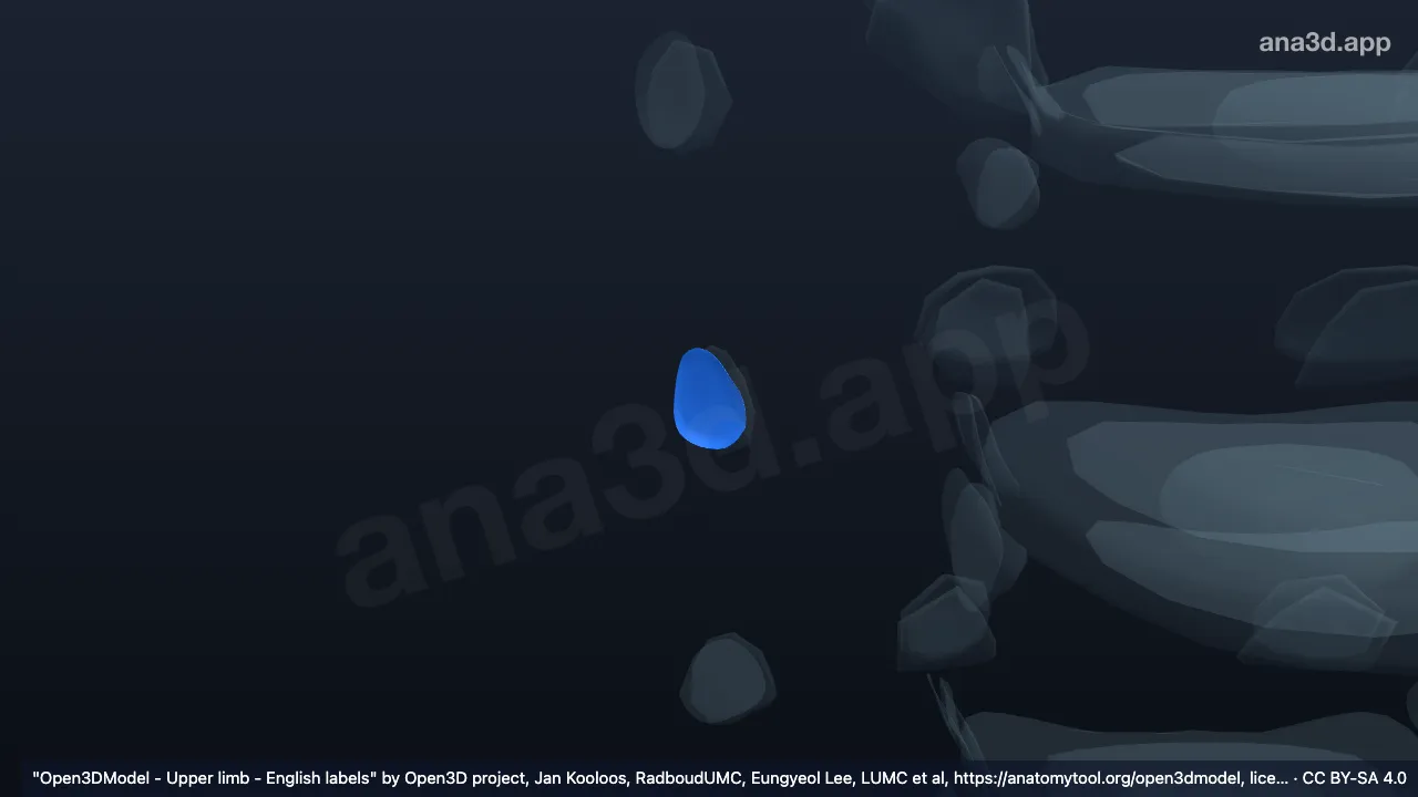 Modelo 3D: Cartilagem articular do tubérculo da terceira costela direita