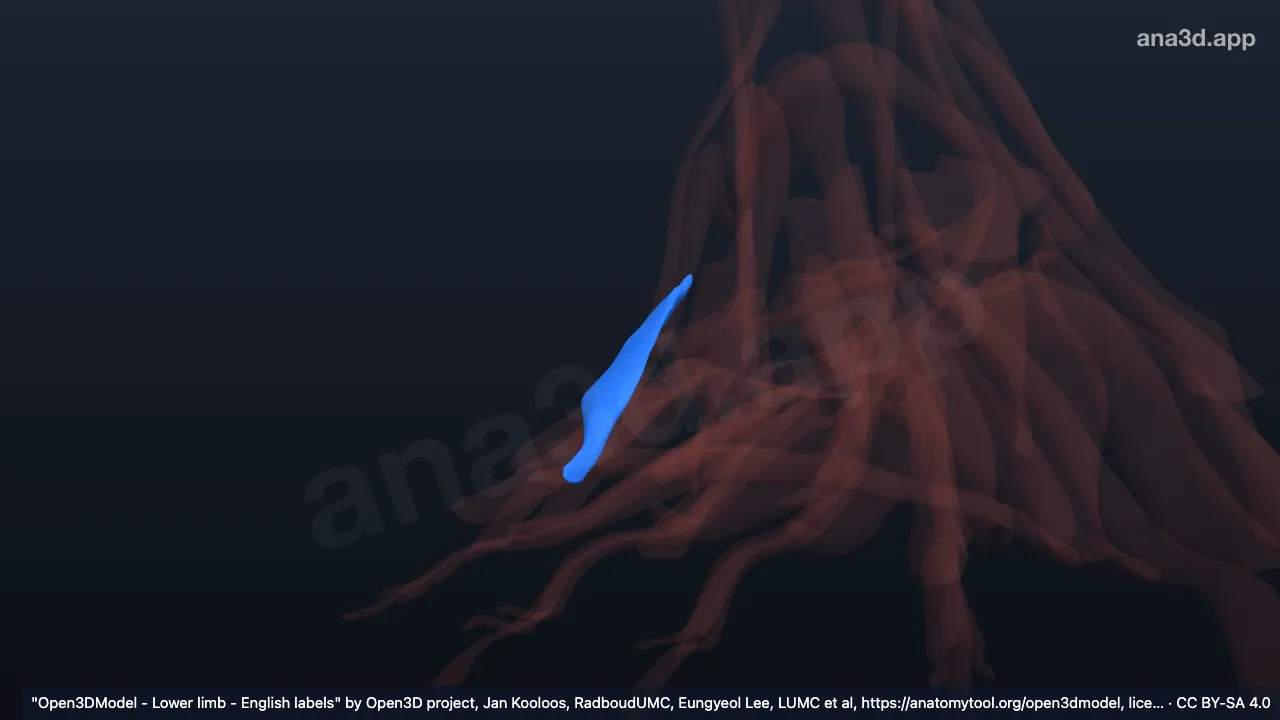 Modèle 3D : 4e muscle interosseux dorsal du pied droit