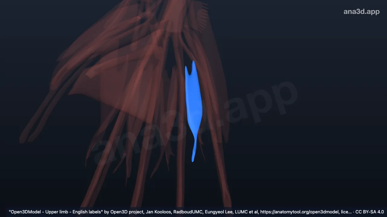 Modèle 3D : 4e muscle interosseux dorsal de la main droite