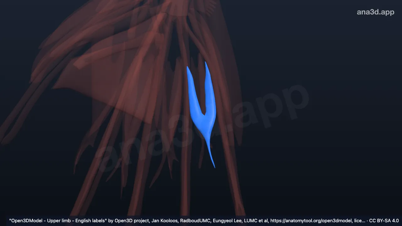 Modèle 3D : 4e muscle lombrical de la main droite