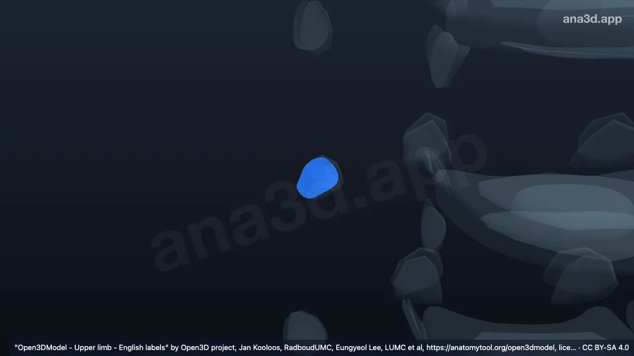 Modelo 3D: Cartilagem articular do tubérculo da quarta costela direita