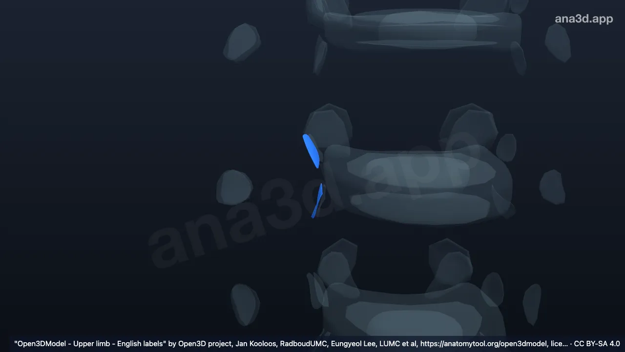 Modelo 3D: Cartilagem articular da cabeça da quinta costela direita