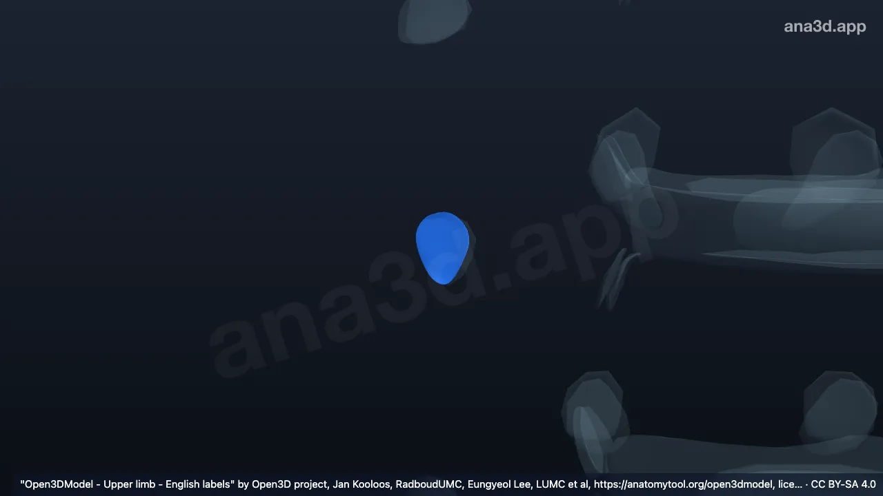 Modelo 3D: Cartilagem articular do tubérculo da sexta costela direita