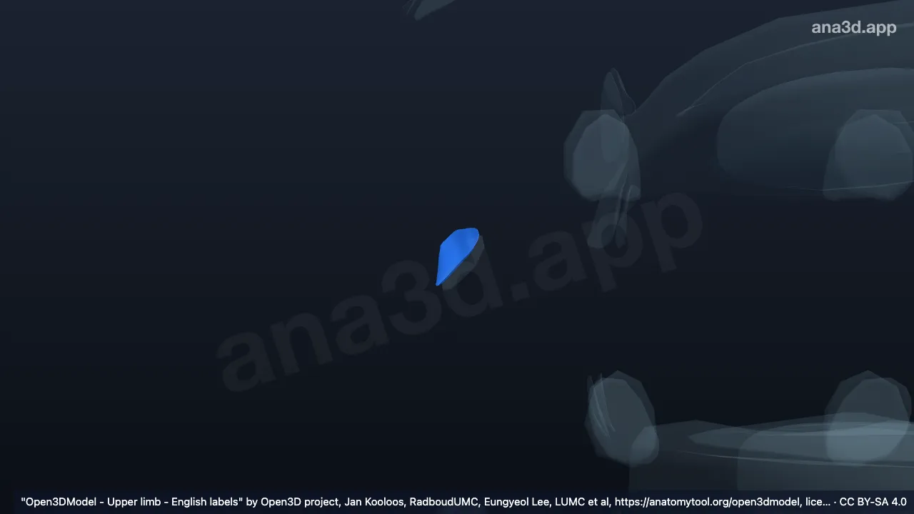 Modelo 3D: Cartilagem articular do tubérculo da oitava costela direita