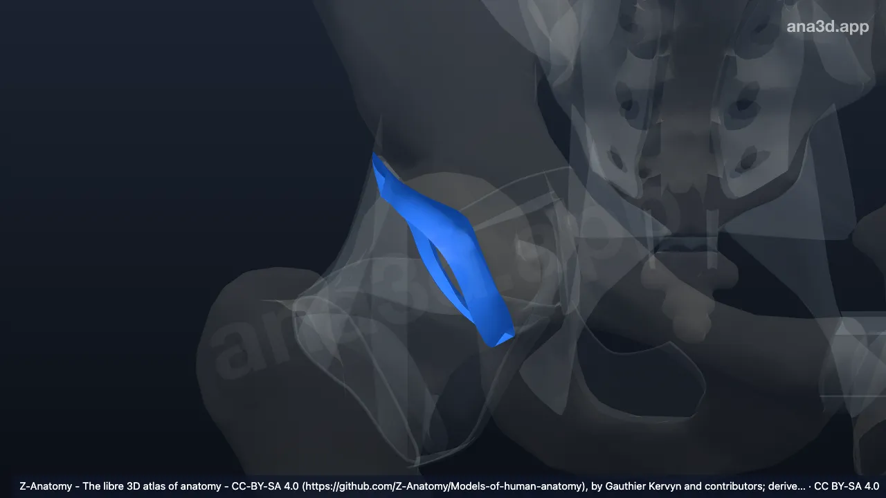 Modèle 3D : Bourrelet acétabulaire droit