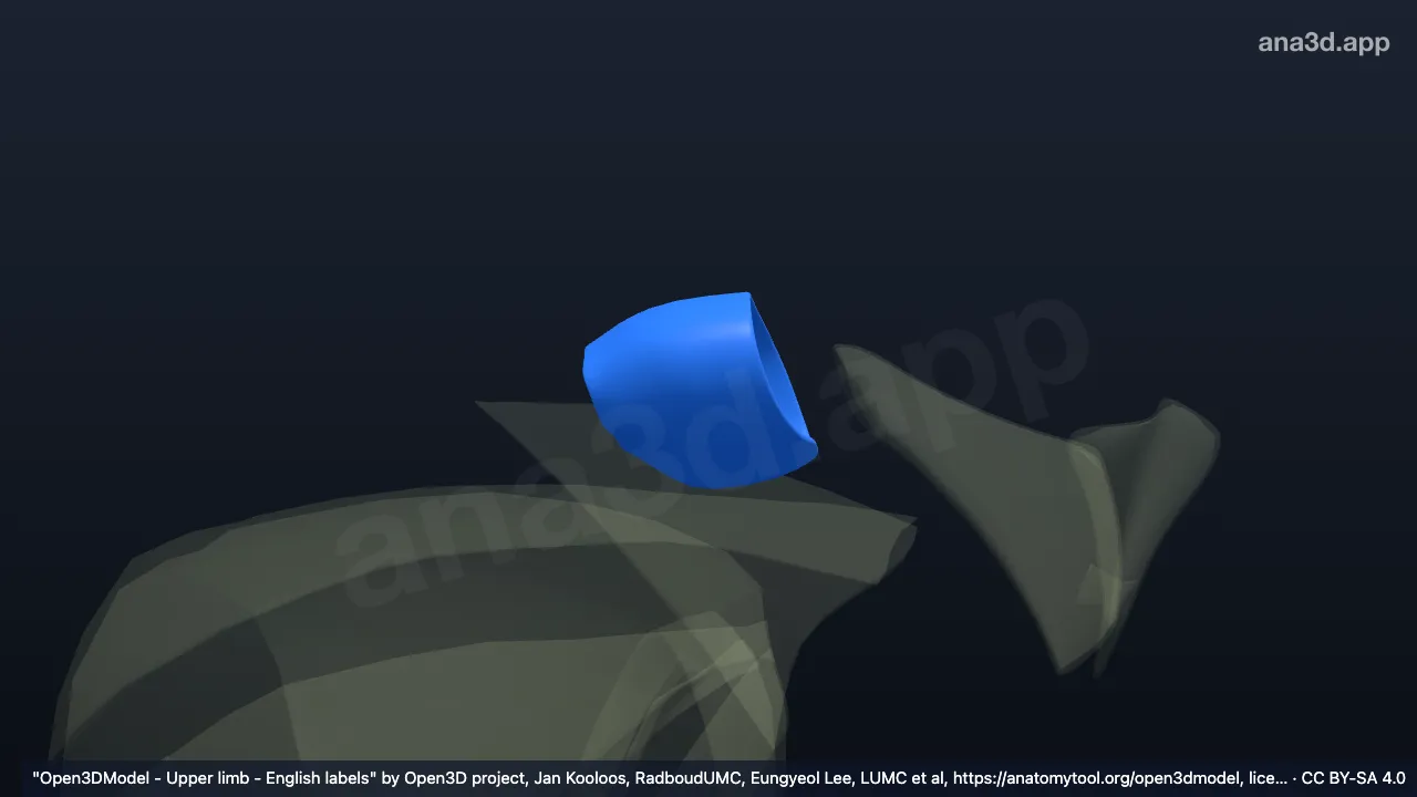 Model 3D: Kapsul akromioklavikularis kanan