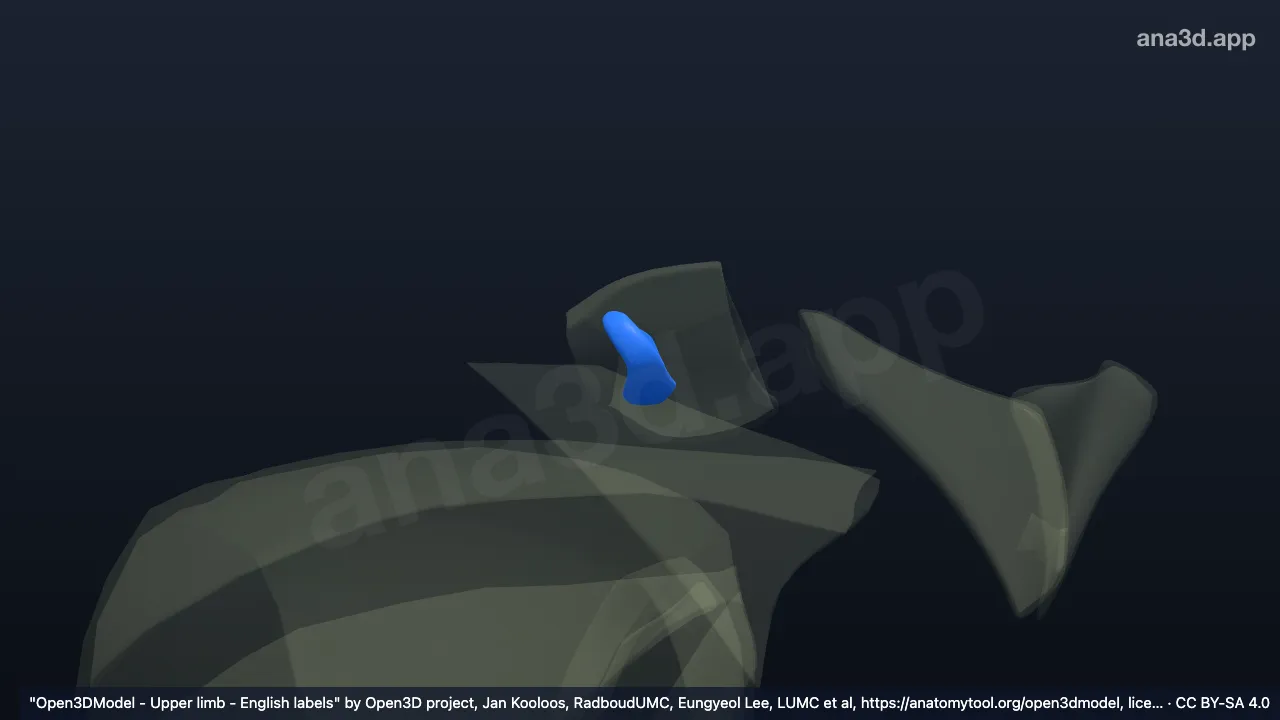 3D model: right acromioclavicular disc