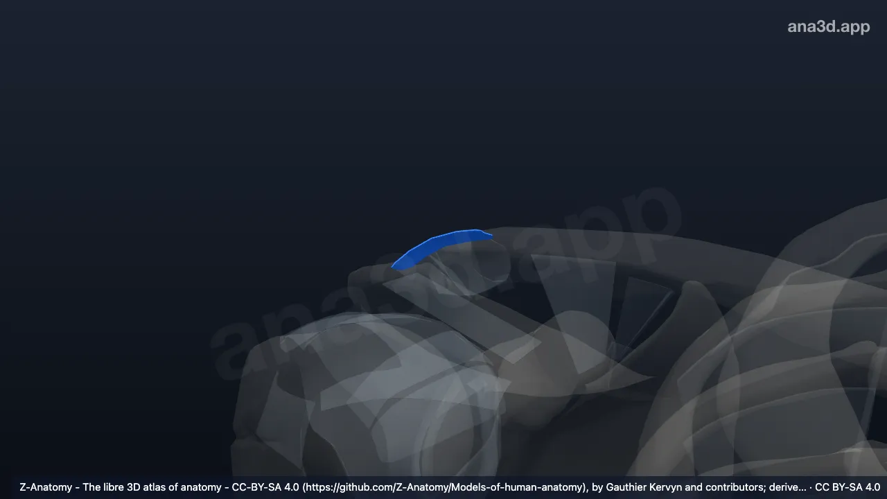 3D model: right acromioclavicular ligament
